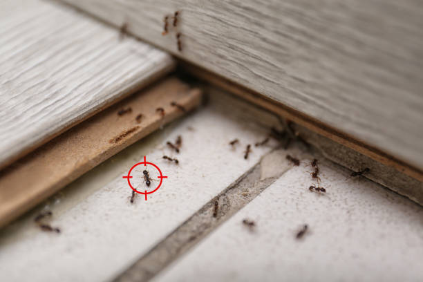 Flea Control Services in Oswego, IL