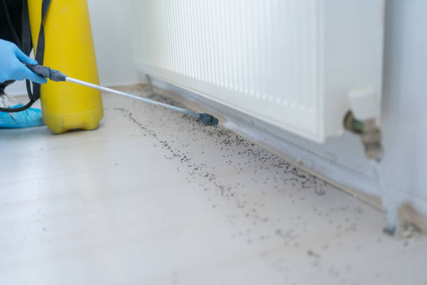 Best Insect Control  in Oswego, IL